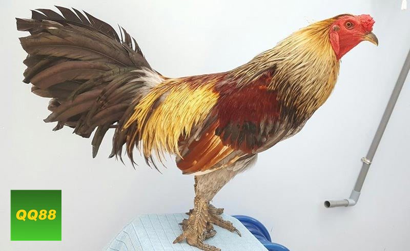 Đá gà đòn - Ưu tiên xem thể lực trước khi nhìn đòn đánh