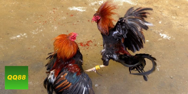 Đá gà đòn - Lối đánh thiên về lực chân và thế đòn